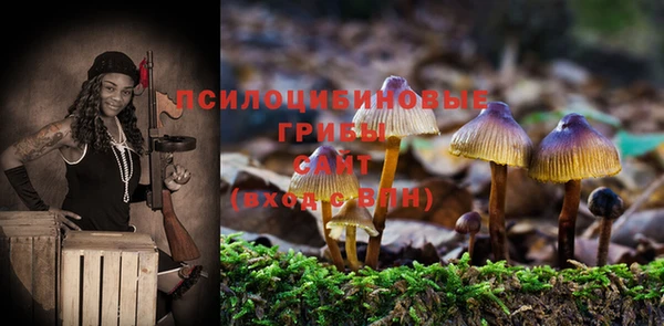 прущие грибы Абинск